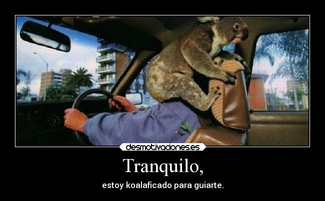 Tranquilo, - estoy koalaficado para guiarte.