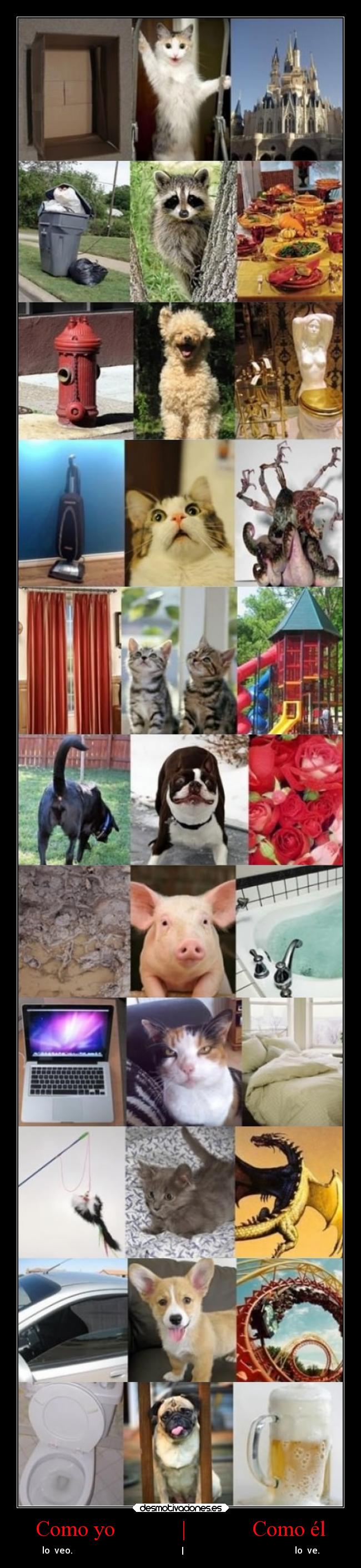 carteles animales debilidad gatoshumor graciosas imaginacion infancia desmotivaciones