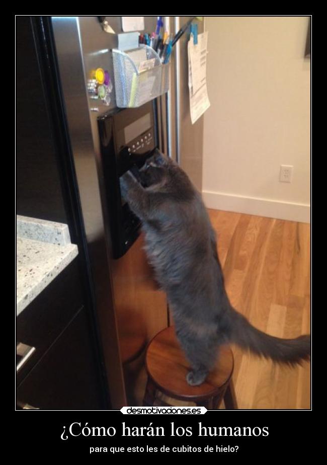 carteles gatosbuscando cubitos hielo desmotivaciones