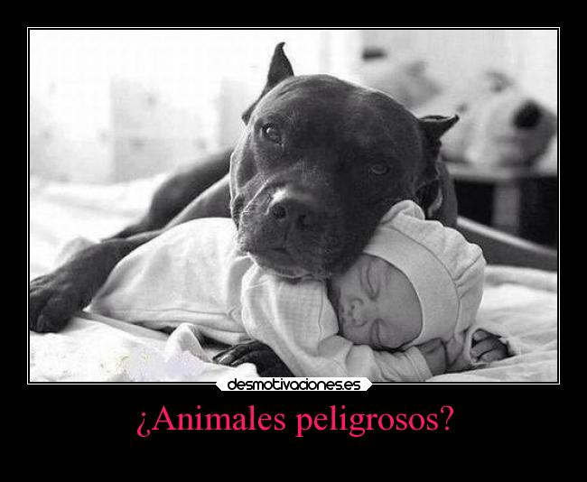 ¿Animales peligrosos? - 
