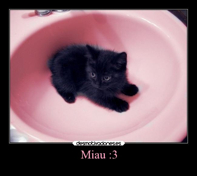 Miau :3 -