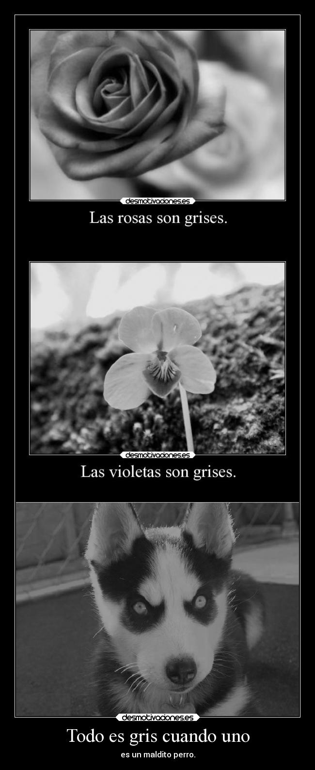 carteles lol perro demente elesteva mis hijas llamaran asuna esteva lucina esteva desmotivaciones