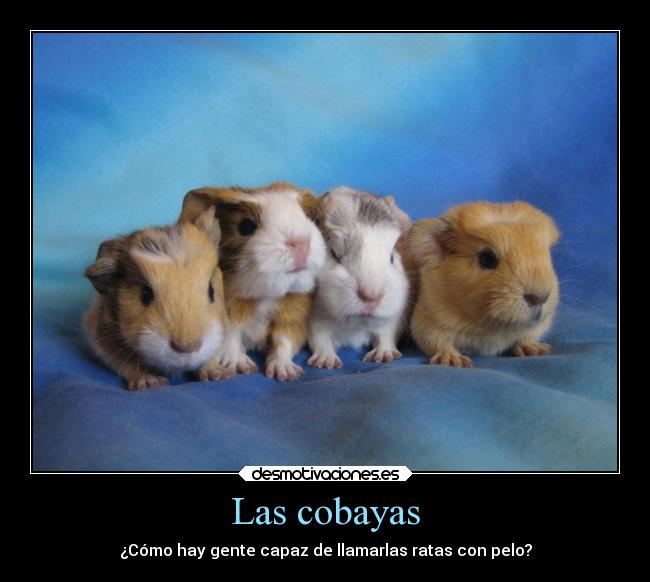 Las cobayas - ¿Cómo hay gente capaz de llamarlas ratas con pelo?