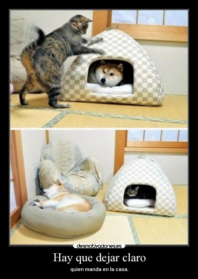 Hay que dejar claro - quien manda en la casa.