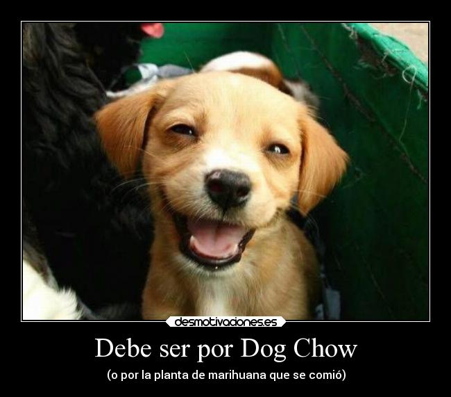 Debe ser por Dog Chow - 