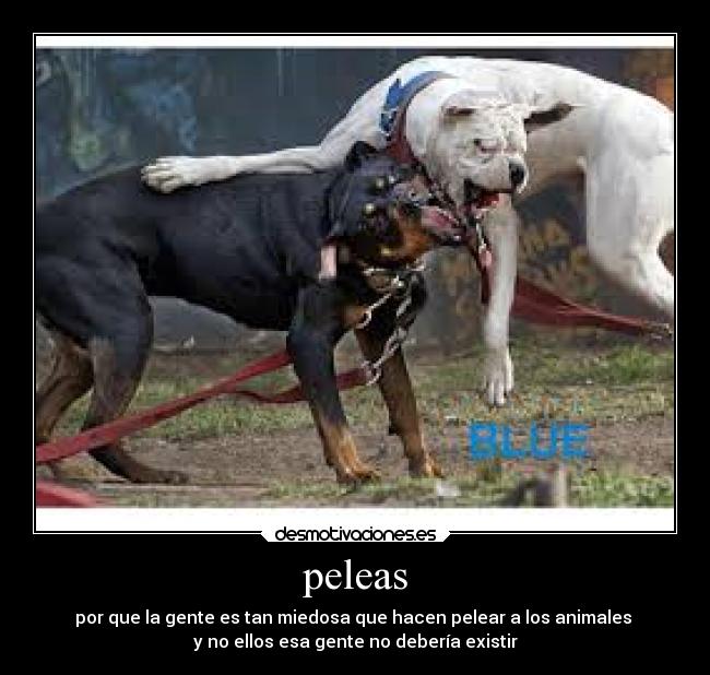 peleas - por que la gente es tan miedosa que hacen pelear a los animales 
y no ellos esa gente no debería existir