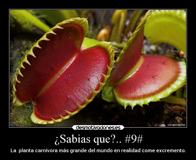 ¿Sabias que?.. #9# - 