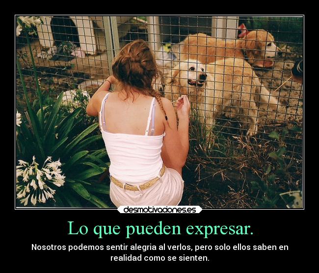 Lo que pueden expresar. - Nosotros podemos sentir alegria al verlos, pero solo ellos saben en
realidad como se sienten.