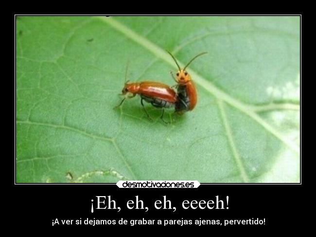 ¡Eh, eh, eh, eeeeh! - ¡A ver si dejamos de grabar a parejas ajenas, pervertido!