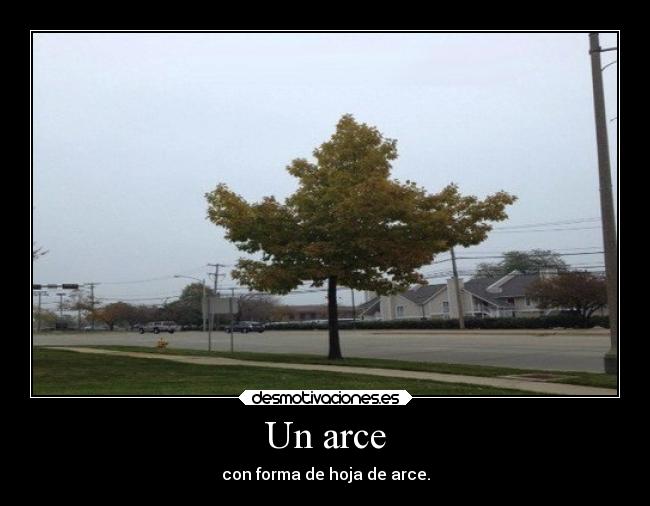 Un arce - con forma de hoja de arce.