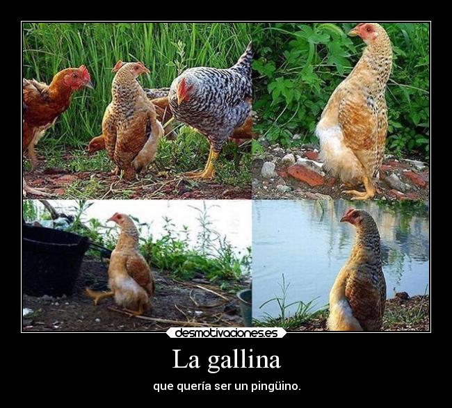 La gallina - que quería ser un pingüino.