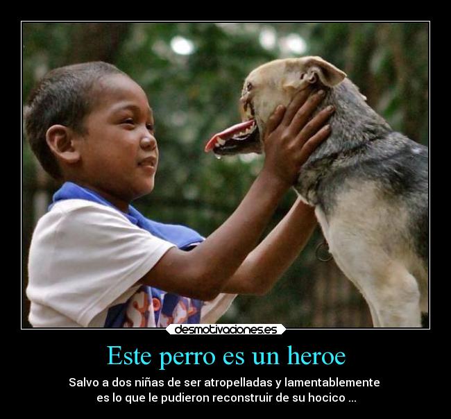 Este perro es un heroe - Salvo a dos niñas de ser atropelladas y lamentablemente
es lo que le pudieron reconstruir de su hocico ...