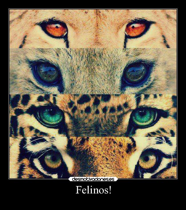 Felinos! - 