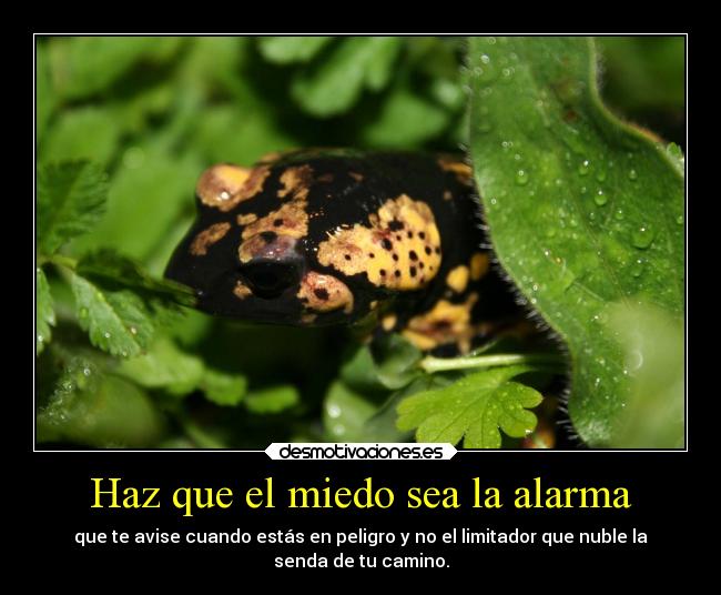 carteles miedo telyg ejercitodemar yahoramevuelvopokehipster buscolaexcepcionnolaregla desmotivaciones