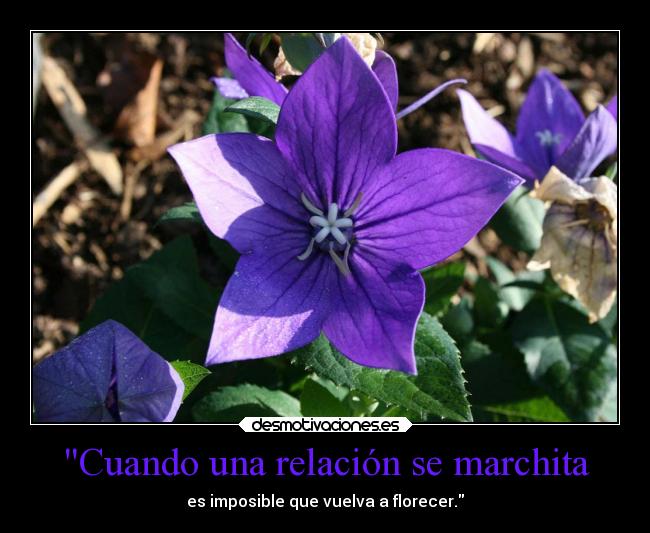 Cuando una relación se marchita - es imposible que vuelva a florecer.