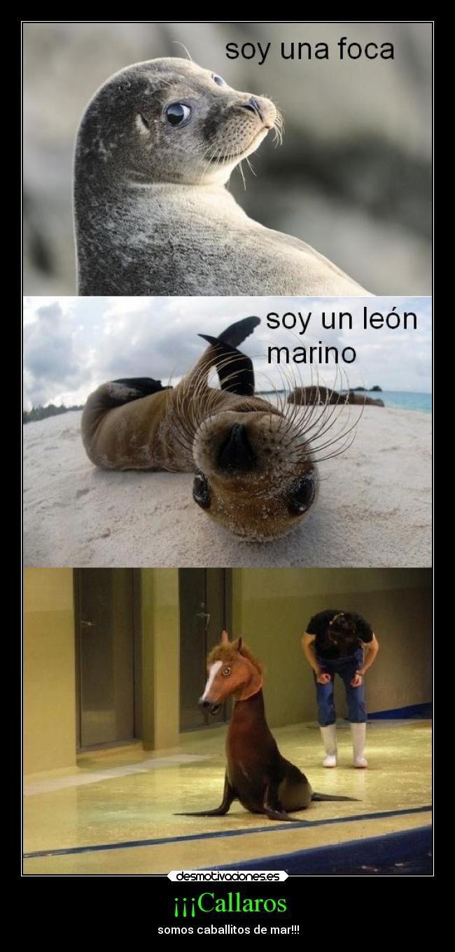 ¡¡¡Callaros - somos caballitos de mar!!!