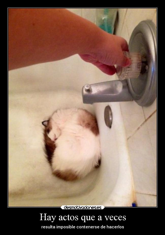 carteles gatosdurmiendo banera apunto mojarse desmotivaciones