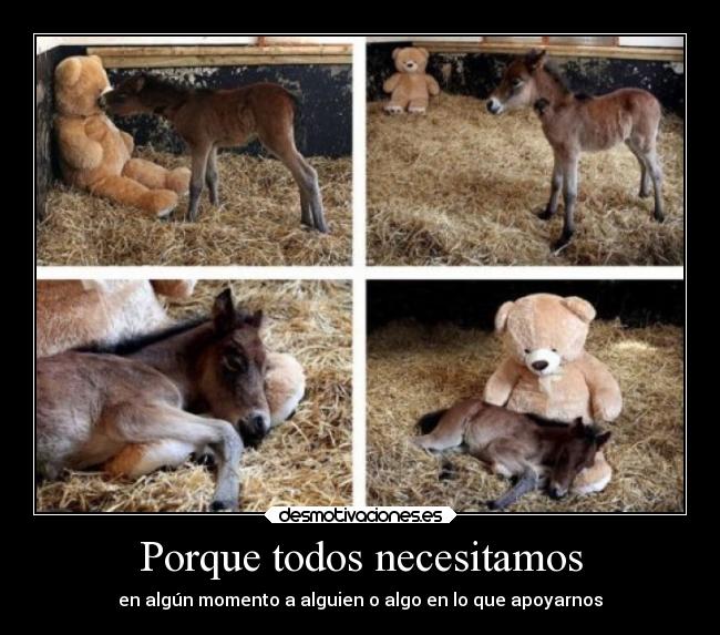 carteles potrillo durmiendo con peluche desmotivaciones