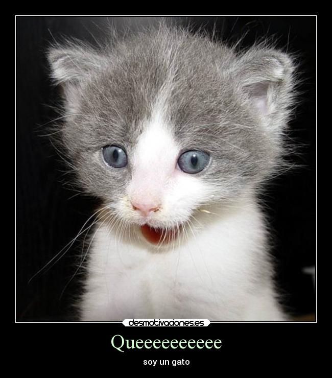 Queeeeeeeeee - soy un gato