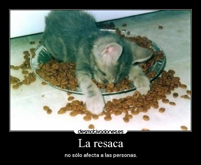 carteles gatosresaca 99carmen22 desmotivaciones