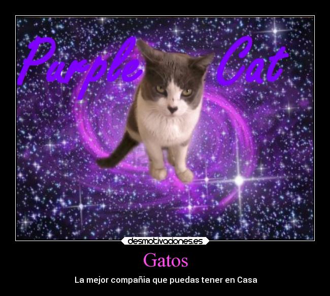Gatos -