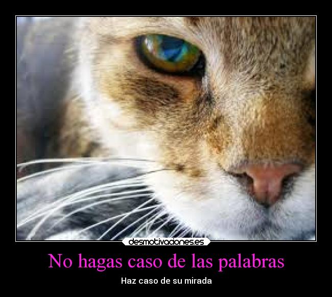 No hagas caso de las palabras - 