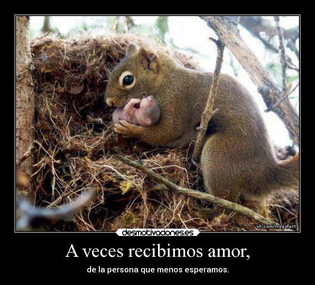 carteles amor amo desmotivaciones