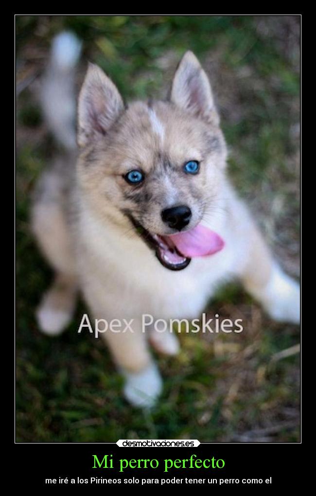 carteles animales desmotivaciones