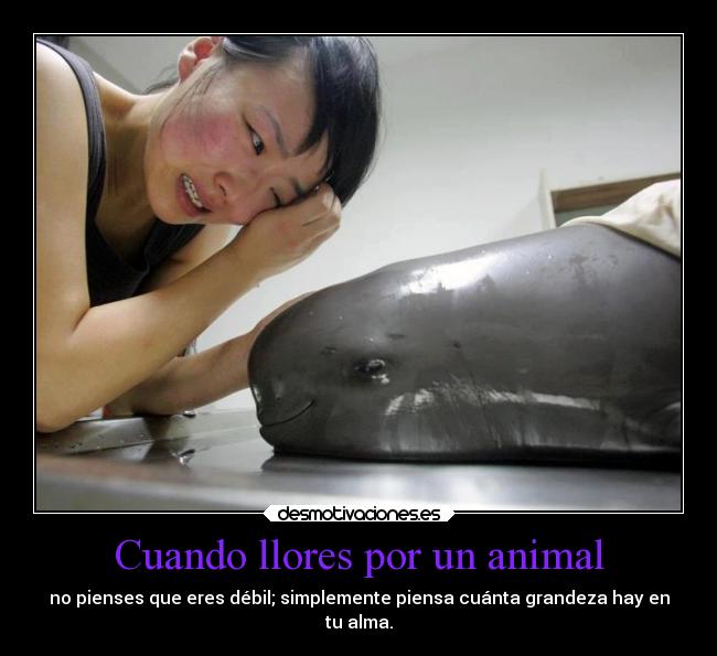 Cuando llores por un animal - no pienses que eres débil; simplemente piensa cuánta grandeza hay en
tu alma.