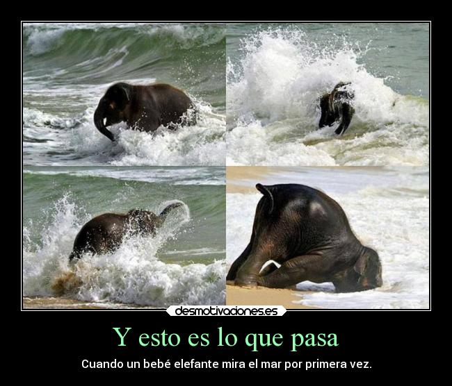 Y esto es lo que pasa - Cuando un bebé elefante mira el mar por primera vez.