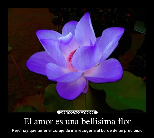 El amor es una bellísima flor - Pero hay que tener el coraje de ir a recogerla al borde de un precipicio