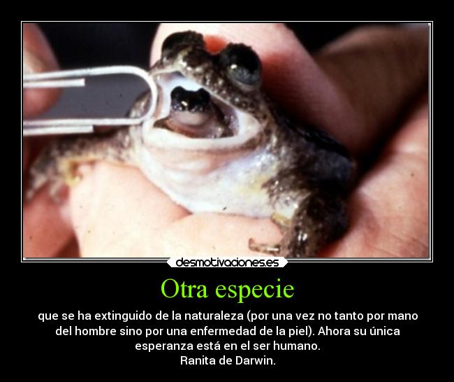 carteles theinmortals raptorhunters ecologiaradical animales rana darwin tierra caaf justiciaradical desmotivaciones