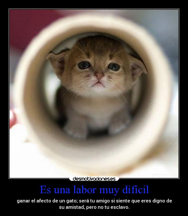 carteles humano vas adoptarme oyeme primero desmotivaciones