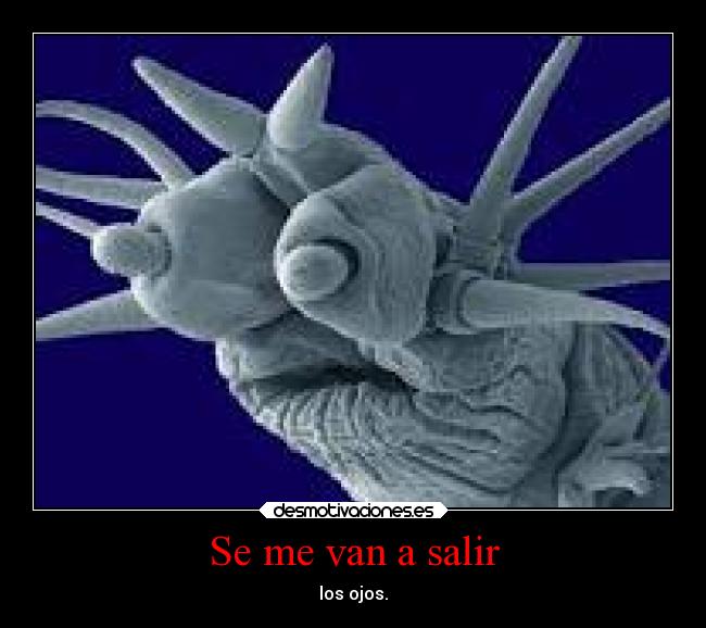 carteles oso agua desmotivaciones