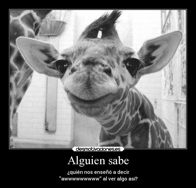 Alguien sabe - ¿quién nos enseñó a decir
awwwwwwwww al ver algo así?