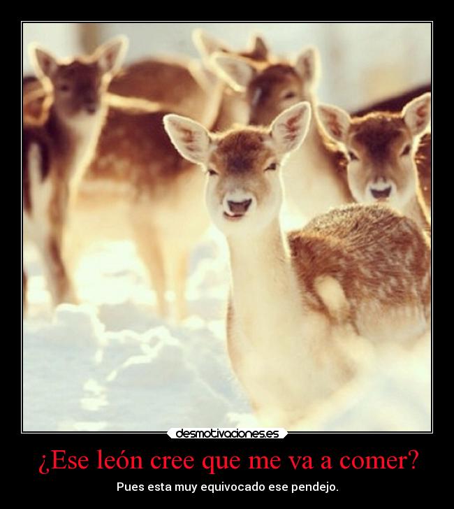 carteles animales desmotivaciones