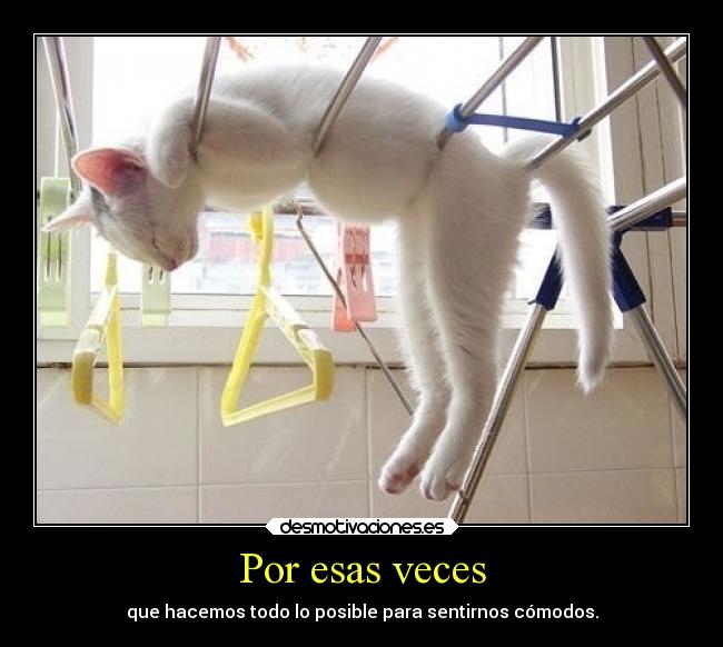 carteles animales gato desmotivaciones