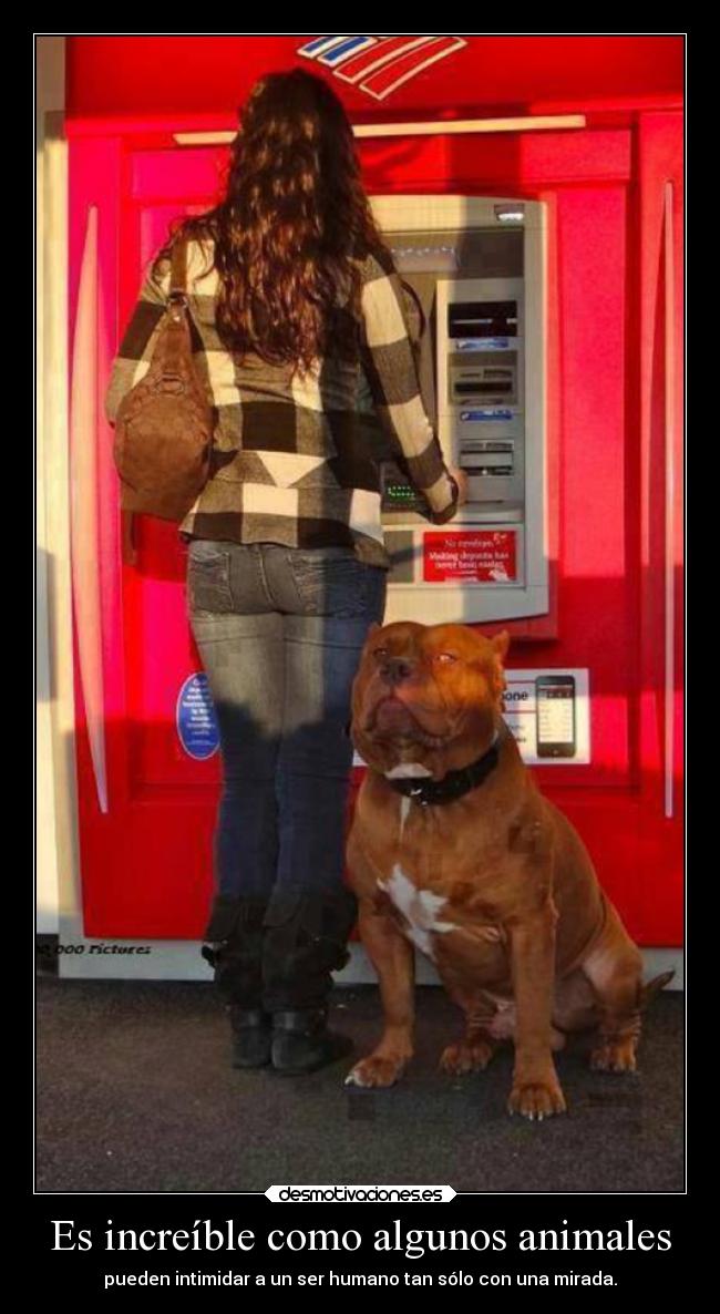 Es increíble como algunos animales - pueden intimidar a un ser humano tan sólo con una mirada.