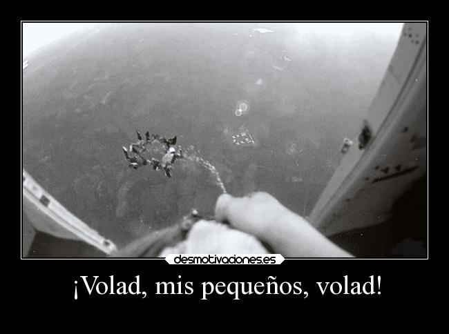 ¡Volad, mis pequeños, volad! - 