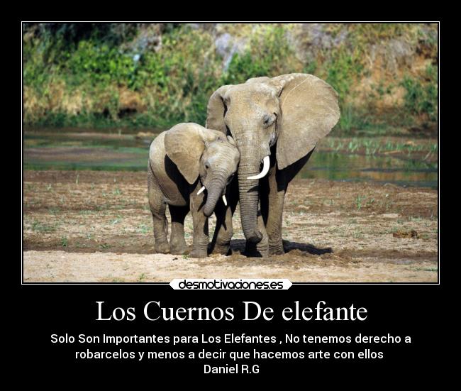 Los Cuernos De elefante - Solo Son Importantes para Los Elefantes , No tenemos derecho a
robarcelos y menos a decir que hacemos arte con ellos
Daniel R.G