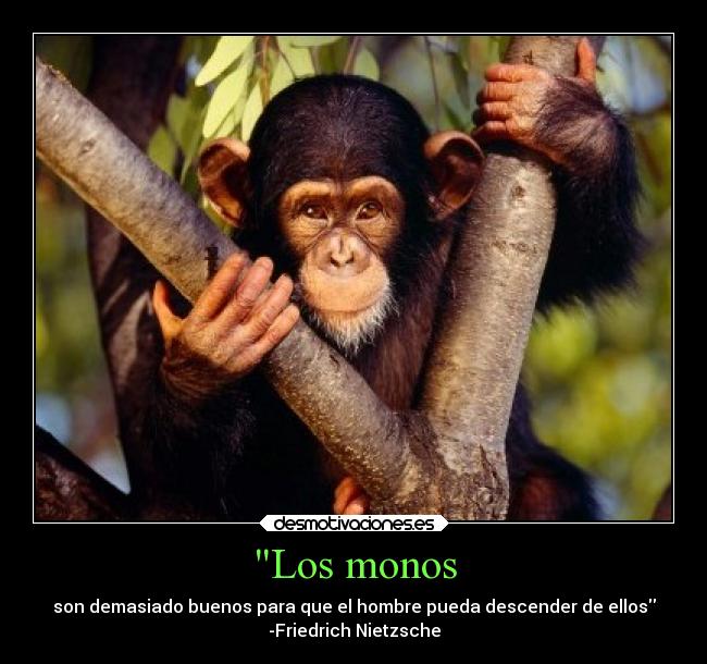 Los monos - son demasiado buenos para que el hombre pueda descender de ellos
-Friedrich Nietzsche