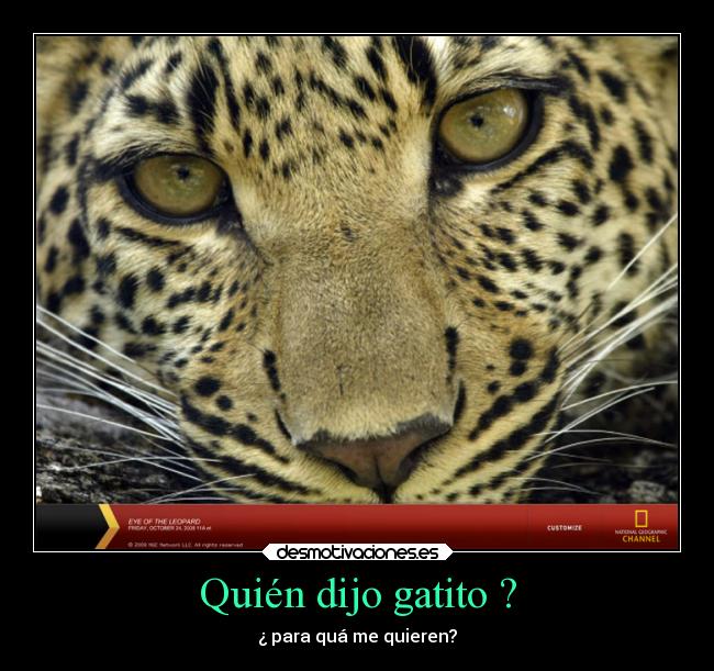 Quién dijo gatito ? - 