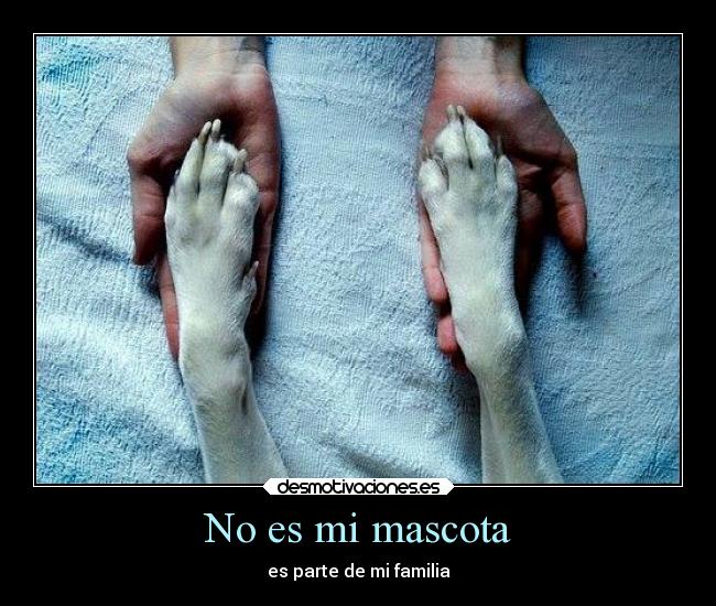 No es mi mascota - 