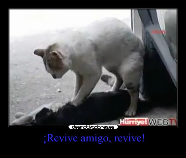 ¡Revive amigo, revive! -