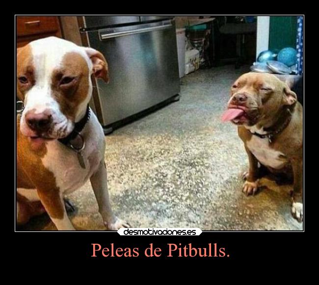 carteles perros pitbulls desmotivaciones