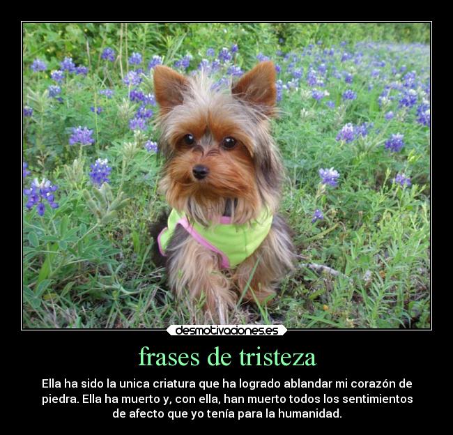 frases de tristeza - Ella ha sido la unica criatura que ha logrado ablandar mi corazón de
piedra. Ella ha muerto y, con ella, han muerto todos los sentimientos
de afecto que yo tenía para la humanidad.