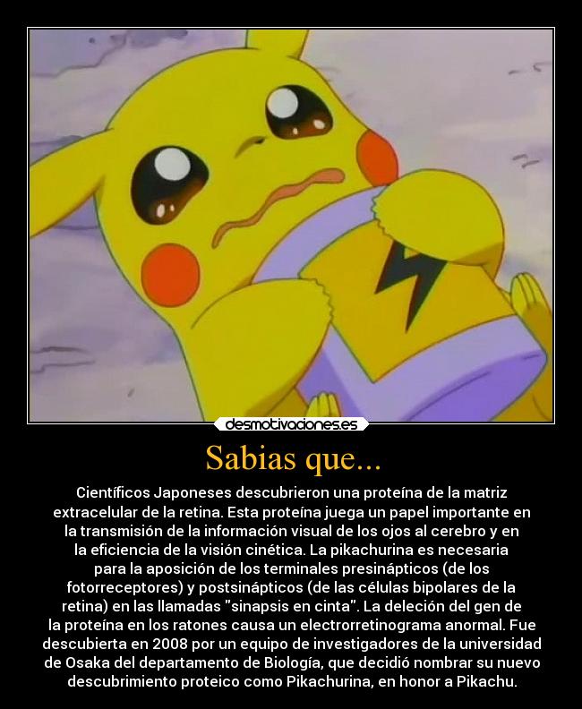 Sabias que... - Científicos Japoneses descubrieron una proteína de la matriz
extracelular de la retina. Esta proteína juega un papel importante en
la transmisión de la información visual de los ojos al cerebro y en
la eficiencia de la visión cinética. La pikachurina es necesaria
para la aposición de los terminales presinápticos (de los
fotorreceptores) y postsinápticos (de las células bipolares de la
retina) en las llamadas sinapsis en cinta. La deleción del gen de
la proteína en los ratones causa un electrorretinograma anormal. Fue
descubierta en 2008 por un equipo de investigadores de la universidad
de Osaka del departamento de Biología, que decidió nombrar su nuevo
descubrimiento proteico como Pikachurina, en honor a Pikachu.