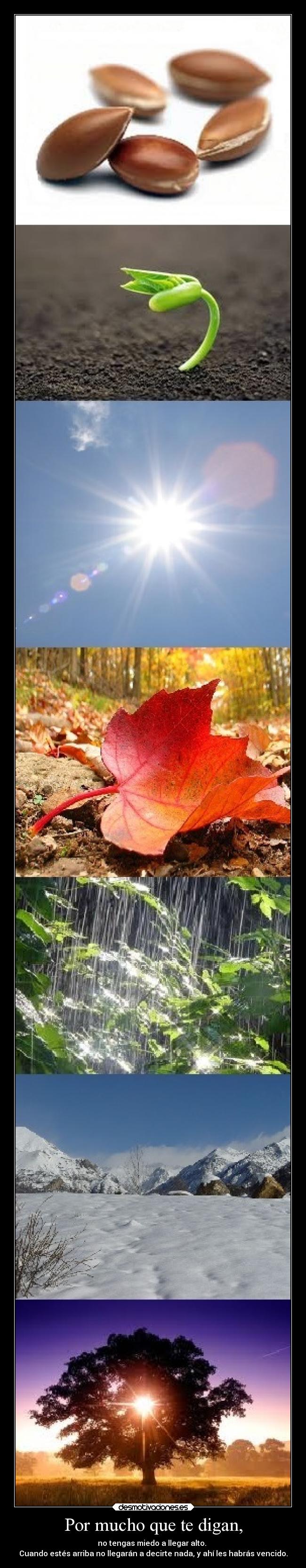 Por mucho que te digan, - no tengas miedo a llegar alto.
Cuando estés arriba no llegarán a decirte nada, y ahí les habrás vencido.