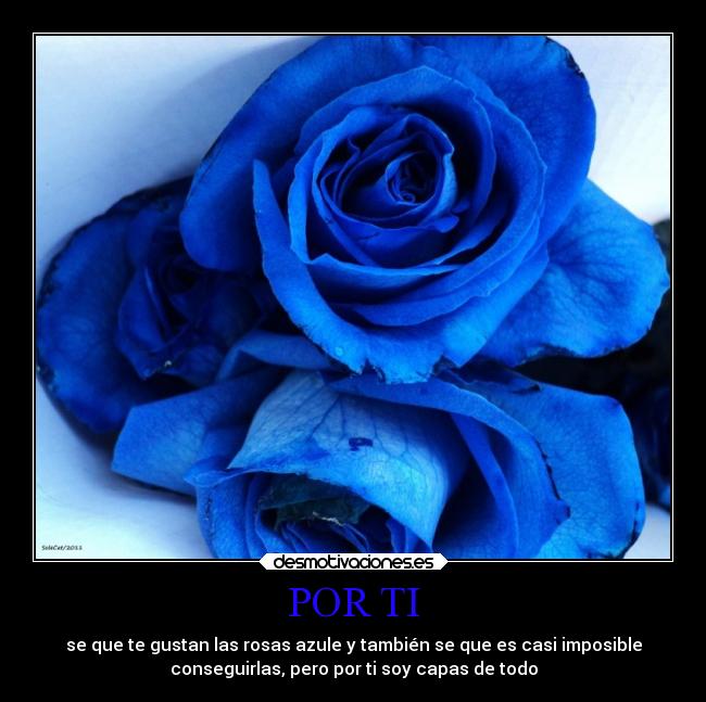 carteles amor rosa rosas amar carino imposible desmotivaciones