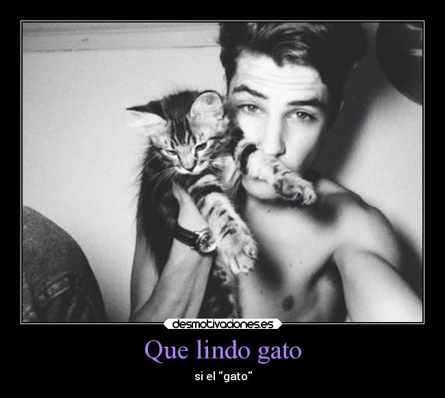 Que lindo gato -